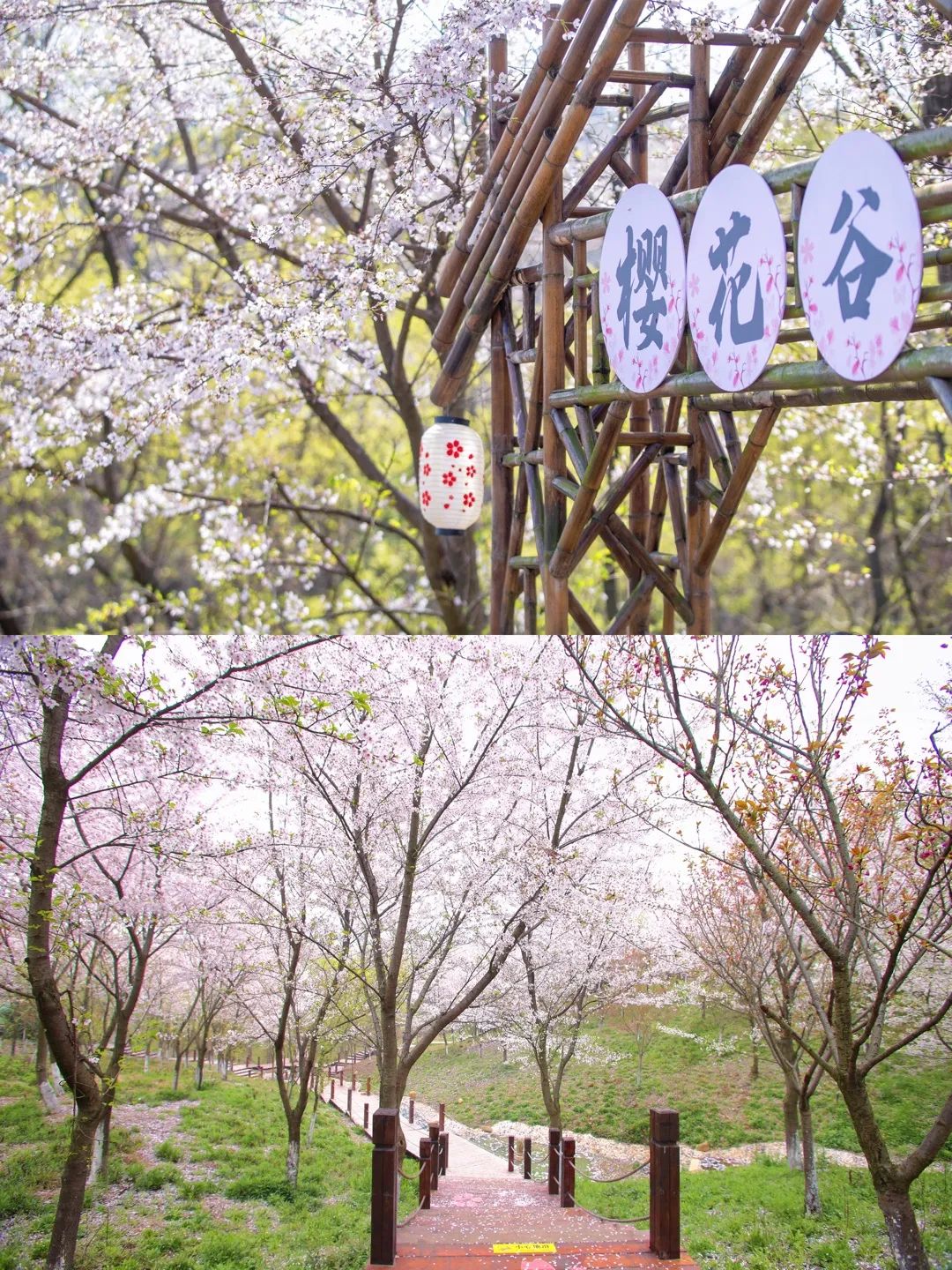 美到心肺骤停！这个常州zui浪漫的樱花山谷被我找到啦！！